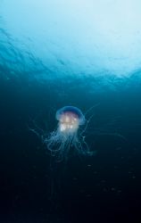 Cyanea Lamarckii.North Wales.
F50,16mm. by Derek Haslam 